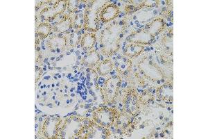 Immunohistochemistry of paraffin-embedded rat kidney using EPO antibody. (EPO anticorps)