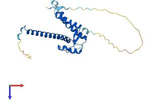AlphaFold protein structure predicition of Mouse Recombinant Tma16 Protein, UniprotID Q9CR02