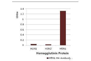 Image no. 2 for anti-Influenza Hemagglutinin HA1 Chain antibody (Influenza A Virus H5N1) (AA 17-338) (ABIN1107749) (Influenza Hemagglutinin HA1 Chain anticorps (Influenza A Virus H5N1) (AA 17-338))