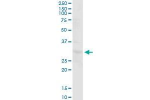 PGLS MaxPab polyclonal antibody. (PGLS anticorps  (AA 1-258))