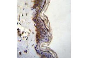 Immunohistochemistry analysis in human skin tissue (formalin-fixed, paraffin-embedded) using FHAD1 Antibody (C-term), followed by peroxidase conjugation of the secondary antibody and DAB staining. (FHAD1 anticorps  (C-Term))