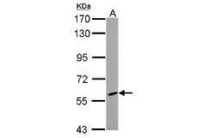 Image no. 1 for anti-Cytochrome P450, Family 46, Subfamily A, Polypeptide 1 (CYP46A1) (AA 15-315) antibody (ABIN1497738) (CYP46A1 anticorps  (AA 15-315))