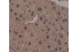 IHC-P analysis of Mouse Tissue, with DAB staining. (NR1H3 anticorps  (AA 93-432))