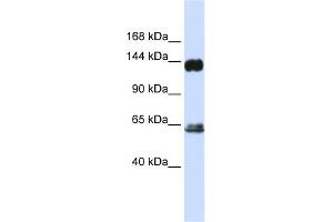WB Suggested Anti-RAPGEF1 Antibody Titration: 0.