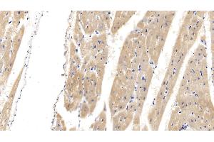 Detection of TNNT2 in Porcine Cardiac Muscle Tissue using Monoclonal Antibody to Troponin T Type 2, Cardiac (TNNT2)