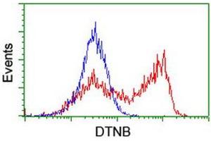HEK293T cells transfected with either RC203798 overexpress plasmid (Red) or empty vector control plasmid (Blue) were immunostained by anti-DTNB antibody (ABIN2455583), and then analyzed by flow cytometry. (Dystrobrevin beta anticorps)