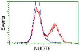 HEK293T cells transfected with either RC203470 overexpress plasmid (Red) or empty vector control plasmid (Blue) were immunostained by anti-NUDT6 antibody (ABIN2454163), and then analyzed by flow cytometry. (NUDT6 anticorps)