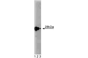 Western blot analysis of Ral A on a rat cerebrum lysate. (rala anticorps  (AA 35-206))