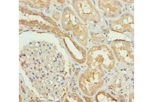 Immunohistochemistry of paraffin-embedded human kidney tissue using ABIN7169989 at dilution of 1:100 (Solute Carrier Family 34 (Type II Sodium/phosphate Contransporter), Member 1 (SLC34A1) (AA 1-103) anticorps)