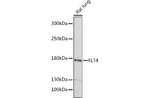 Western blot analysis of extracts of Rat lung using FLT4 Polyclonal Antibody at dilution of 1:1000. (FLT4 anticorps)