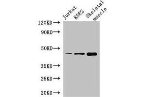 Western Blot Positive WB detected in: Jurkat whole cell lysate, K562 whole cell lysate, Mouse skeletal muscle tissue All lanes: MEIS1 antibody at 2. (MEIS1 anticorps  (AA 1-90))