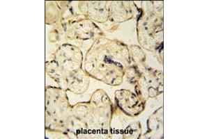 CLIC6 antibody immunohistochemistry analysis in formalin fixed and paraffin embedded human placenta tissue tissue followed by peroxidase conjugation of the secondary antibody and DAB staining. (CLIC6 anticorps  (AA 539-565))