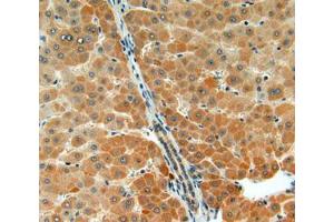 IHC-P analysis of liver tissue, with DAB staining. (Acetylcholinesterase anticorps  (AA 366-554))
