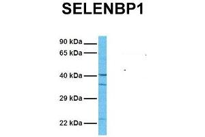Host:  Rabbit  Target Name:  SELENBP1  Sample Tissue:  Human 721_B  Antibody Dilution:  1.