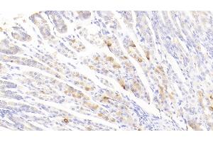 Detection of FCN1 in Mouse Stomach Tissue using Polyclonal Antibody to Ficolin 1 (FCN1) (FCN1 anticorps  (AA 25-317))