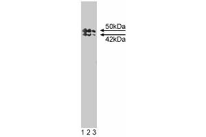 Western blot analysis of TIAR on a mouse macrophage cell lysate.