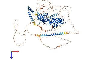 AlphaFold protein structure predicition of Human Recombinant NPAS2 Protein, UniprotID Q99743