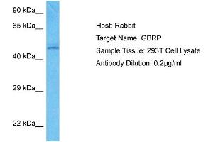 Host:  Rabbit  Target Name:  GBRP  Sample Type:  293T Whole Cell lysates  Antibody Dilution:  0.
