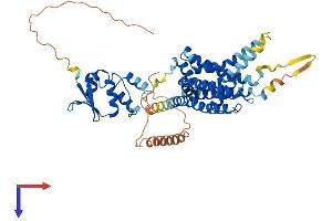 AlphaFold protein structure predicition of Mouse Recombinant Kcna1 Protein, UniprotID P16388
