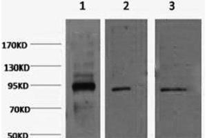 Western Blot analysis of 1) Hela, 2) Jurkat, 3) HepG2 cells using Oct-1/2 Monoclonal Antibody at dilution of 1:2000. (Oct-1/2 anticorps)