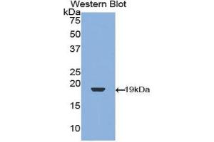 Western Blotting (WB) image for anti-Transforming Growth Factor, beta 1 (TGFB1) (AA 279-390) antibody (ABIN1078599) (TGFB1 anticorps  (AA 279-390))