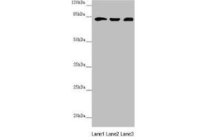 Western blot All lanes: HOOK2 antibody at 3. (HOOK2 anticorps  (AA 440-719))