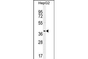 RN Antibody (C-term) (ABIN655838 and ABIN2845252) western blot analysis in HepG2 cell line lysates (35 μg/lane).