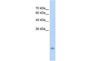 WB Suggested Anti-PSG3 Antibody Titration:  5.