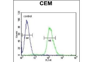 Tnks 2 Antibody (C-term) (ABIN651506 and ABIN2840268) flow cytometric analysis of CEM cells (right histogram) compared to a negative control cell (left histogram).
