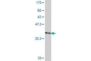 Western Blot detection against Immunogen (35.