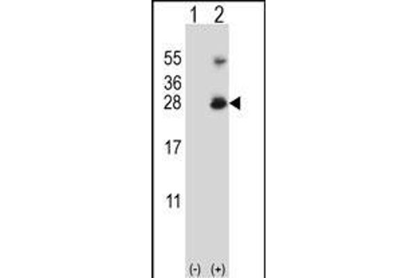 RNF11 Antikörper  (AA 64-90)