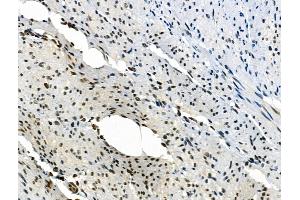 Phospho-PAK1 (Ser199) Antibody at 1/100 staining Rat stomach tissue by IHC-P. (PAK1 anticorps  (pSer199))