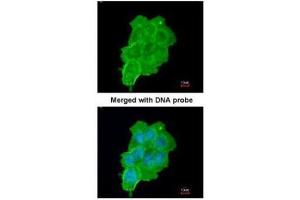 ICC/IF Image Immunofluorescence analysis of paraformaldehyde-fixed A431, using UFD1L, antibody at 1:200 dilution.