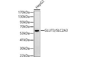 Western blot analysis of extracts of HepG2 cells, using GLUT3/SLC2 antibody (ABIN6134111, ABIN6147961, ABIN6147962 and ABIN6224173) at 1:500 dilution. (SLC2A3 anticorps  (AA 150-250))