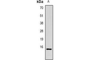 Western blot analysis of CG alpha expression in MCF7 (A) whole cell lysates. (CGA anticorps)