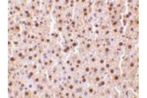 Immunohistochemistry of TRAF2 in mouse liver tissue with this product at 10 μg/ml. (TRAF2 anticorps  (C-Term))