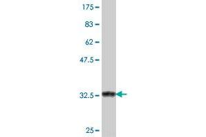 Western Blot detection against Immunogen (37 KDa) .
