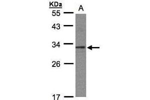 WB Image Sample(30 ug whole cell lysate) A:293T 12% SDS PAGE antibody diluted at 1:1000 (GID8/C20orf11 anticorps  (Center))