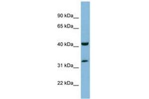 Image no. 1 for anti-MOK Protein Kinase (MOK) (AA 35-84) antibody (ABIN6741930) (MOK anticorps  (AA 35-84))