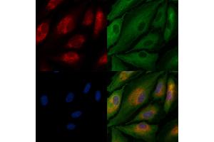 ABIN7094526 and ABIN7098575 staining  cells by IF/ICC. (GFRA3 anticorps  (Internal Region))