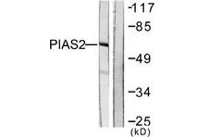 Western blot analysis of extracts from COS7 cells, using PIAS2 Antibody. (PIAS2 anticorps  (AA 10-59))