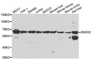 Western blot analysis of extracts of various cell lines, using ENOX2 antibody. (ENOX2 anticorps  (AA 411-610))