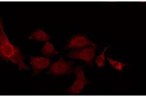 ABIN6275038 staining NIH-3T3 by IF/ICC. (CNTN2 anticorps  (N-Term))