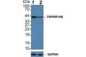 Western blot analysis of (1) Wild-type K562 cell lysate, and (2) TNFRSF10B knockout K562 cell lysate, using Rabbit Anti-Human TNFRSF10B Antibody (1 µg/ml) and HRP-conjugated Goat Anti-Mouse antibody (abx400001, 0. (TNFRSF10B anticorps  (AA 234-435))