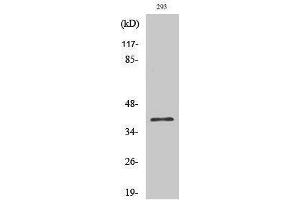 Western Blotting (WB) image for anti-COP9 Constitutive Photomorphogenic Homolog Subunit 5 (Arabidopsis) (COPS5) (Internal Region) antibody (ABIN3175725) (COPS5 anticorps  (Internal Region))