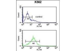 PKM2 Antibody (C-term ) (ABIN6242815 and ABIN6578981) flow cytometric analysis of K562 cells (bottom histogram) compared to a negative control cell (top histogram). (PKM2 anticorps  (C-Term))