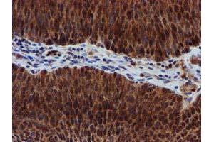 Image no. 11 for anti-Sepiapterin Reductase (SPR) antibody (ABIN1501115)