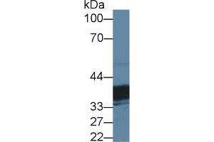Detection of TST in Mouse Liver lysate using Polyclonal Antibody to Thiosulfate Sulfurtransferase (TST) (TST anticorps  (AA 2-297))