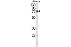 Western blot analysis of anti-CDC25B Antibody in Ramos cell line lysates (35 µg/lane). (CDC25B anticorps)