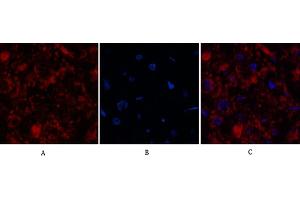 anti-Caspase 3 p12 (AA 130-210), (Cleaved-Asp175) antibody